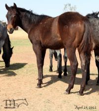 Unregistered Miss Bee Bee's 2021 Bay Colt